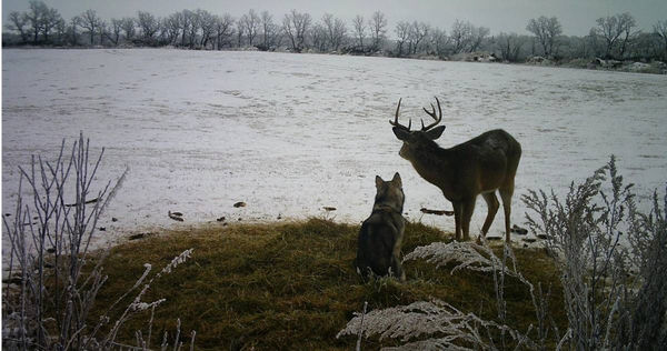 加拿大一隻哈士奇失蹤3日自動回家，竟與一頭公鹿「私奔約會」。（圖／翻攝自臉書／Rachel Howatt）