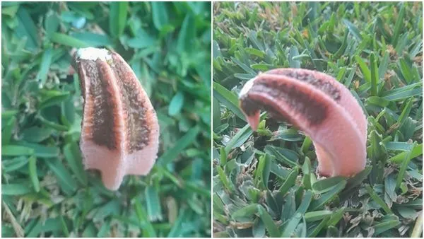 ▲▼澳洲女子在後院發現神奇真菌(圖/翻攝臉書)