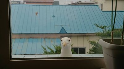窗戶外「冒出整顆鳥頭」眼神緊盯　他曝連續好幾年！網驚：轉世嗎？