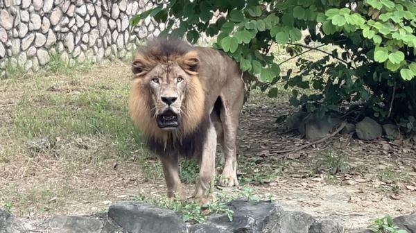 ▲▼獅子。（圖／翻攝自Facebook／Shou Shan Zoo壽山動物園）