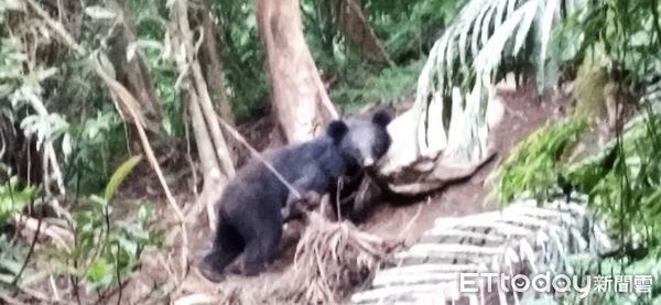 ▲▼海拔不到600公尺的次生林中，台灣黑熊受困套索，發出陣陣吼叫聲。（圖／記者王兆麟翻攝，下同）