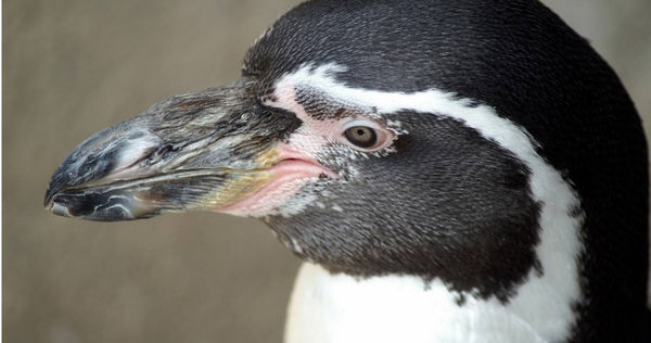 動物園一隻洪堡企鵝被發現屍首分離，警方仍在調查中。非當事企鵝。（示意圖／PIXABAY）