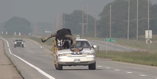 ▲▼美國內布拉斯加州（Nebraska）一名男子，用自小客車的副駕載一頭牛。（圖／翻攝自News Channel Nebraska）