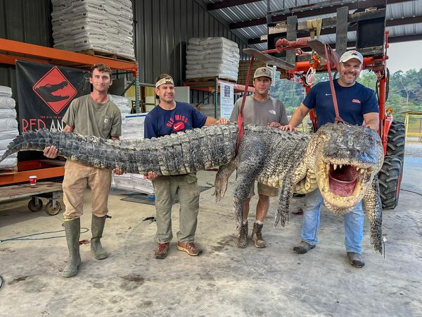 ▲▼密西西比州抓到巨大鱷魚。（圖／翻攝Red Antler Processing Facebook）