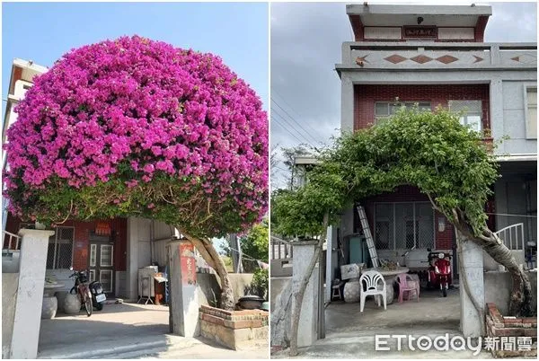 ▲▼ 金門西村的「鋼盔九重葛」被颱風吹斷,今修復完成重新佇立。(圖/記者林名揚翻攝)