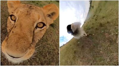 野生母獅「叼走GoPro」雀躍自拍　張嘴尖牙盡顯！網笑：想當電影明星