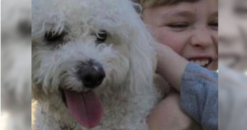 狗狗走失12年後，與家人團聚。（圖／Maricopa County Animal Care & Control/Facebook）
