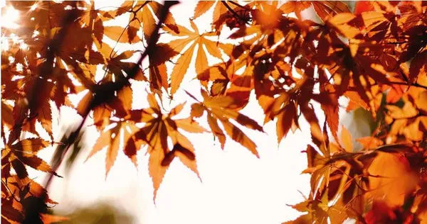 秋分即將來臨。(示意圖/Pexels)