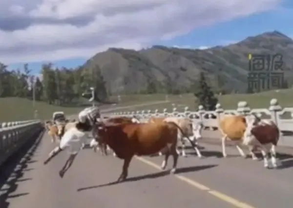 ▲▼ 女子被牛頂飛 。(圖/翻攝自海報新聞)