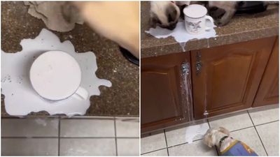 牛奶溢出杯子！他「出動1貓1狗」幫清理　奇葩畫面網笑：分工明確