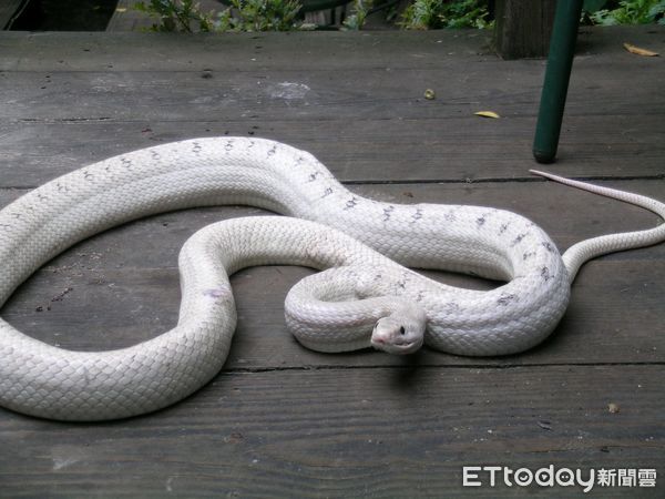 ▲240CM極罕見「白化黑眉錦蛇」爬進家　屋主看呆：色違版的大傢伙。（圖／網友Rock提供）