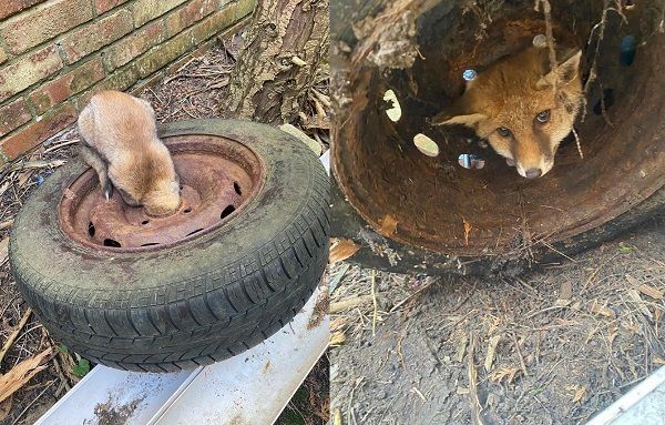 ▲▼狐狸好奇被卡在輪胎內，救難人員幫牠卸除。（圖／翻攝自Facebook／East Sussex WRAS）
