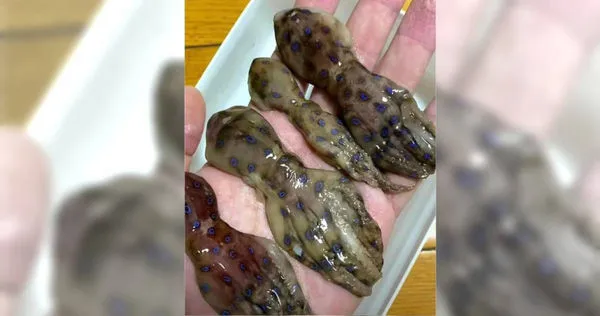 超猛毒素可殺26人!他貼章魚照喊「美味」 網嚇傻:吃完人生重啟