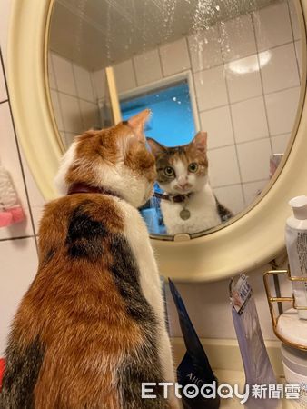 ▲▼愛漂亮！愛貓每天佔化妝桌「搶著照鏡子」　奴才回家見到一幕傻眼。（圖／飼主星星糖提供）