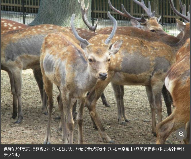 奈良「神鹿」驚爆遭虐待！獸醫控每年死50頭　骨瘦如柴嚴重脫毛影像曝光