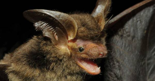 巴西研究人員2018年捕獲的蝙蝠，經鑑定為已經消失100多年的「奇異大耳棕蝠」。（圖／翻攝自ZooKeys）