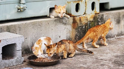 平常海鮮吃到飽！馬祖東引「浪貓氾濫」越生越多　動保團體花14天絕育68隻貓