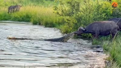 水牛岸邊喝水「鱷魚突竄出緊咬鼻子」　牠低吼抵抗！逆轉被捕獵局勢