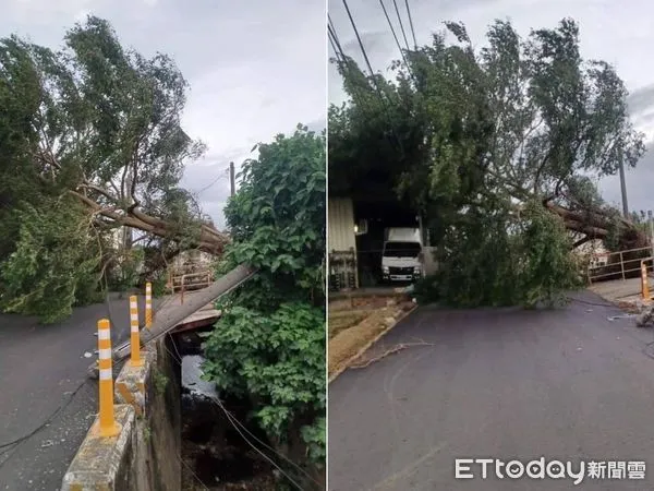▲高雄梓官樹木倒塌壓電線。(圖/民眾提供)