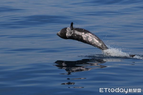 ▲花蓮海域拍攝的偽虎鯨。（圖／黑潮海洋文教基金會提供，下同）