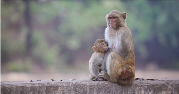 印度1個偏遠村莊於近日出現大約100具的猴子屍體。（示意圖／pixabay）