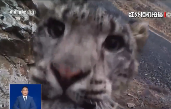 ▲新疆紅外線攝影機捕捉到雪豹。（圖／翻攝自微博）