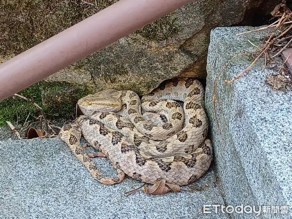 ▲▼ 蓄水桶內可見受困在內的陸蛇龜殼花漂浮在水面上,不知情民眾以為蛇類也懂在酷暑天泡水消暑 。(圖/動保處提供)