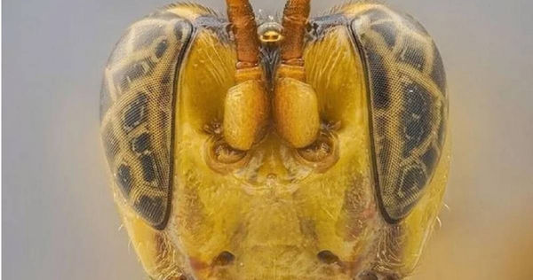 科學家發現新的黃蜂物種。（圖／翻攝自推特）