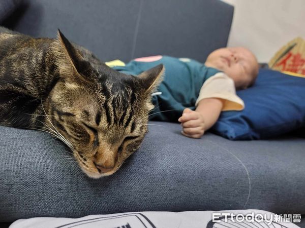 ▲角色互換！貓咪「自己開安撫床」佔位開睡　媽嘆：嬰仔只能躺沙發。（圖／飼主Apple Pan提供）