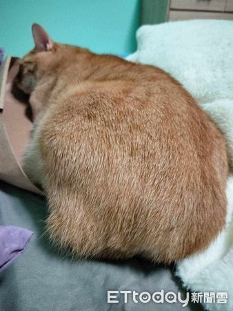 ▲貓咪們照著身材躺紙箱，但橘貓明顯躺錯了。（圖／飼主Mo媽提供）