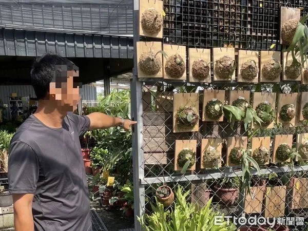 ▲▼ 不想花錢買!男潛入園藝店偷名貴「鹿角蕨」 4個月狂偷65株欣賞。(圖/記者賴文萱翻攝)