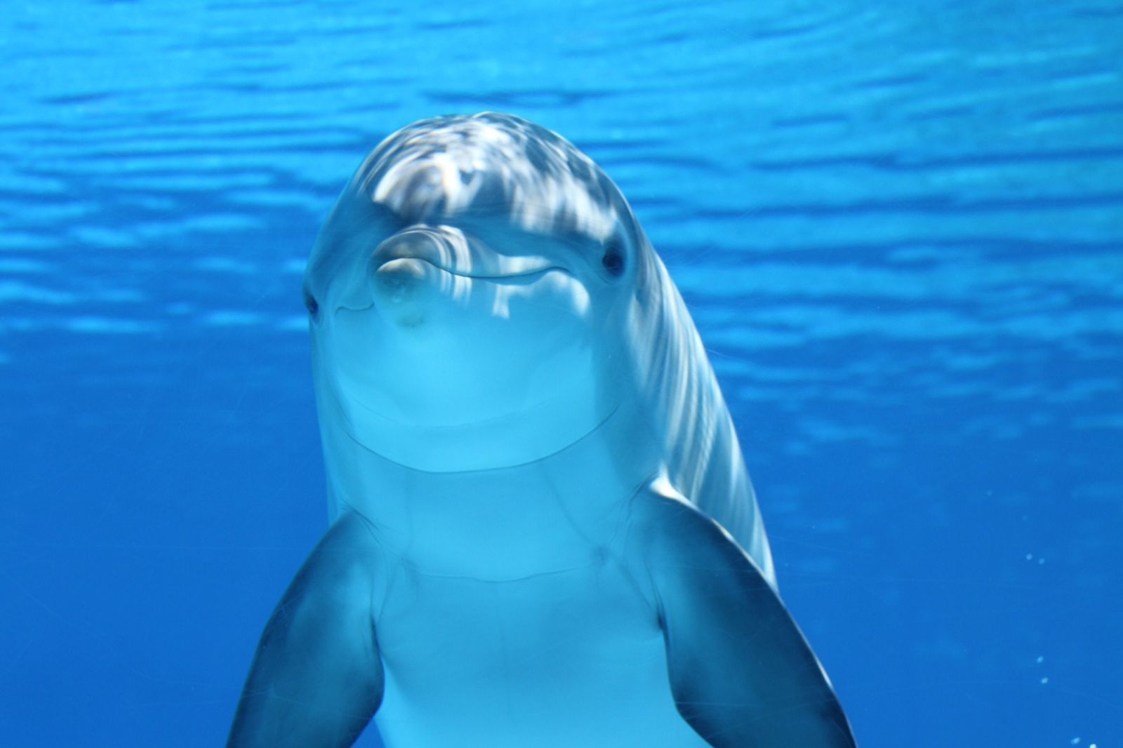 小海豚墾丁現蹤「泳客共游喊幸運」　專家驚覺不對勁：活不了