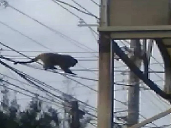 ▲彰化二林芳苑雞隻被猴虐殺。(圖/民眾提供)