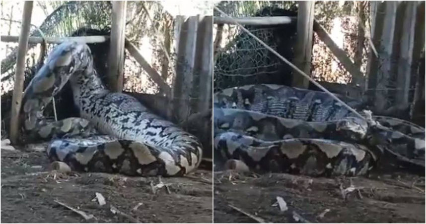 巨大「蛇怪」在村莊被捕獲 超粗壯身軀嚇壞網友:這是吞了牛嗎