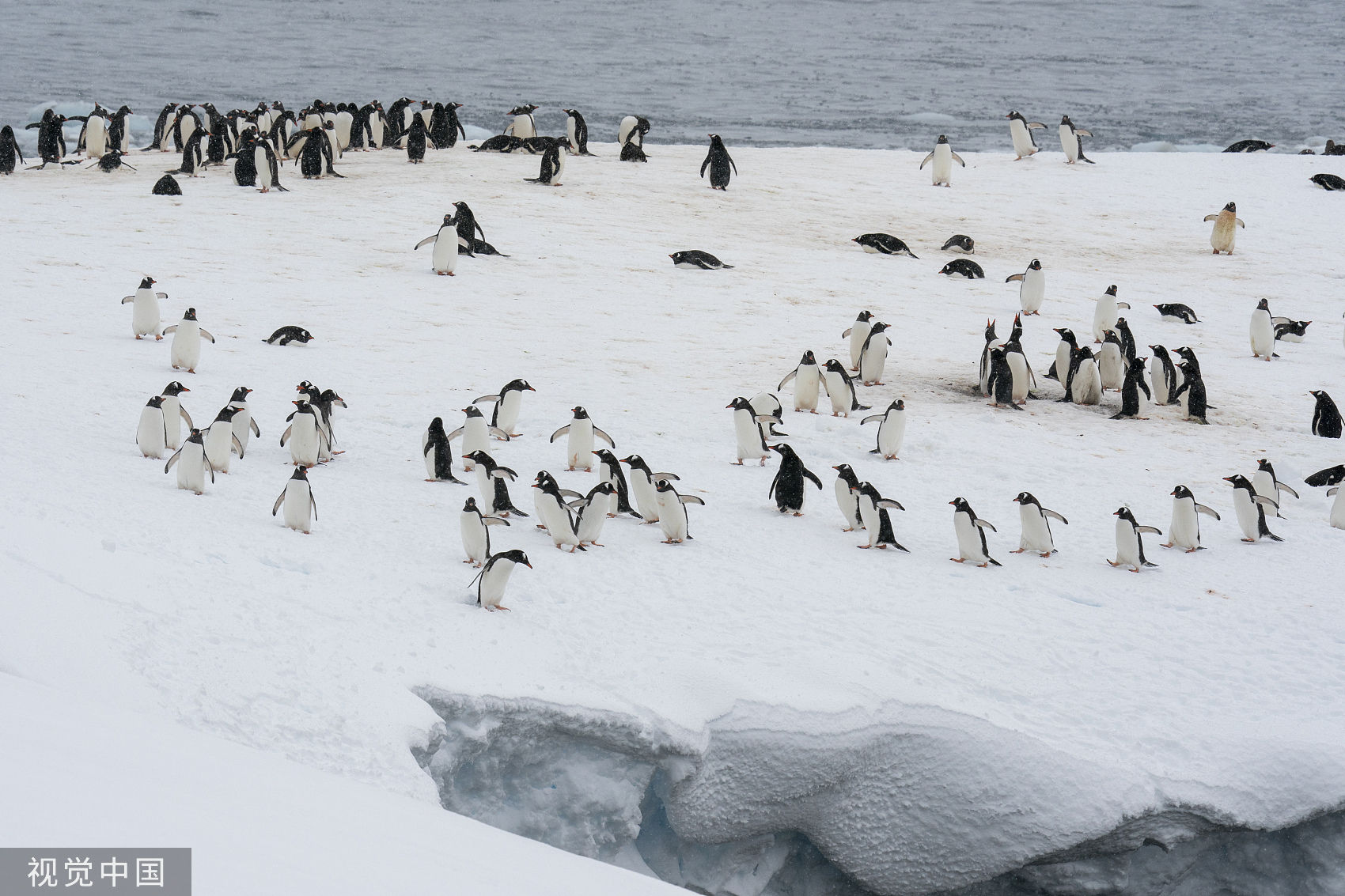 ▲▼ 圖為南極洲企鵝在冰山上漫步。(圖/CFP)