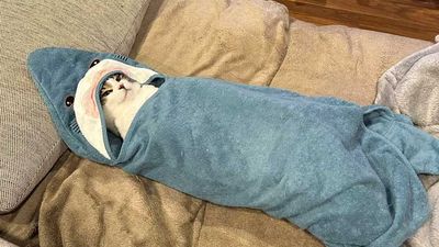 貓皇愛包鯊魚毯「懶躺沙發睡搞搞」　340萬網萌翻：冬天最理想狀態