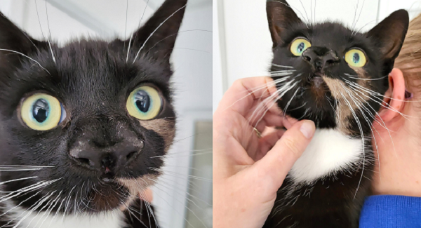 ▲▼麥克菲天生有「兩鼻三孔」，目前待在英國貓咪收養機構。（圖／翻攝自Facebook／Cats Protection）