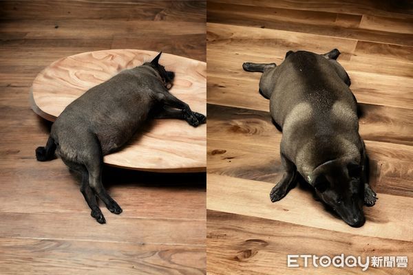 ▲板橋黑狗2年前被棄養暴瘦一圈　找到家「幸福肥10kg↑」近況曝光。（圖／粉專「棉花糖老女孩黑吉的日常」提供）