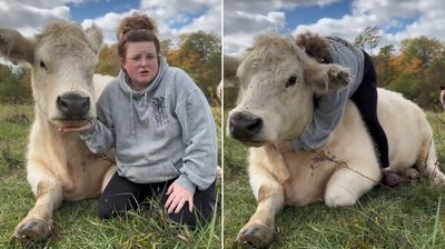 女子分享養牛牛「可拍打、跨坐抱抱」超療癒　吸4500萬點閱：說服到我了