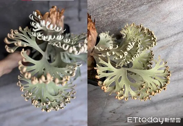 ▲鹿角蕨,Tiara。(圖/記者游瓊華翻攝)