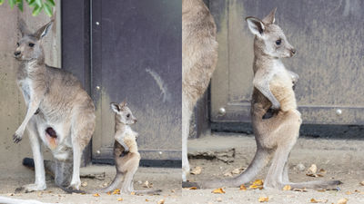 氣呼呼！日本動物園抓拍到「雙手插腰」袋鼠寶寶　網樂：像跟我媽吵架的我
