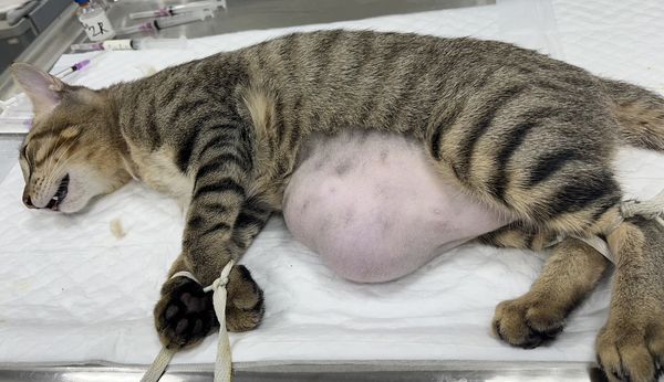 小虎斑「挺大肚」原因是臍赫尼亞，獸醫動手術幫瘦身。（新北動保處提供）