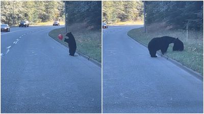 小黑熊貪玩「路邊拍擊氣球忘過馬路」　媽媽轉身走回開訓：跟上我