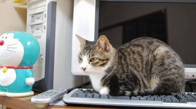 看人打字好有趣！貓咪霸佔鍵盤3理由