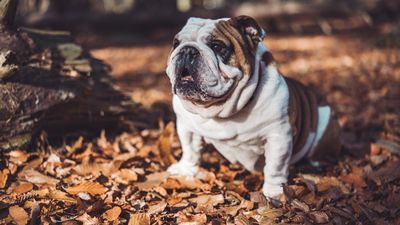 飼主無辜喪命！鬥牛犬葬禮上「頭靠棺材」道別　心碎畫面惹人鼻酸