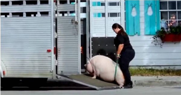 「豬排」於9日被州立動物護理和控制中心強行帶離主人身邊。（圖／YouTube ABC 7 Chicago）