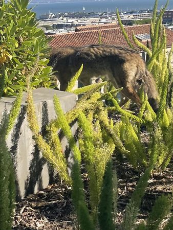 舊金山郊狼闖民宅，還以為是狗。（圖／翻攝自Animal Care & Control San Francisco）
