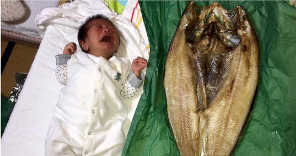 日本網友曬出巨無霸魚乾，體型竟然比新生兒還要大隻。（圖／擷取自X）