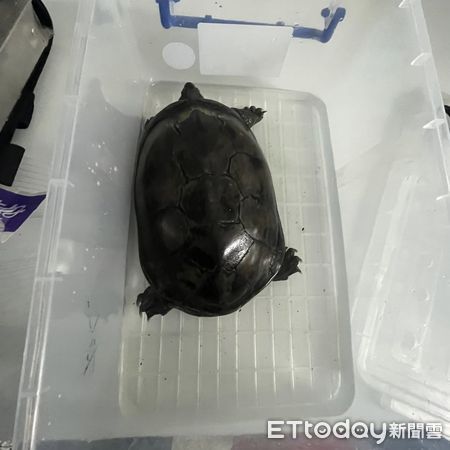 ▲彰化員林市出現一級保育類柴棺龜。（圖／王仟奕提供）