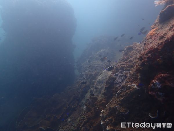 ▲▼ 潛水員水下紀錄時拍攝到保育類綠蠵龜畫面           。（圖／動保處提供）